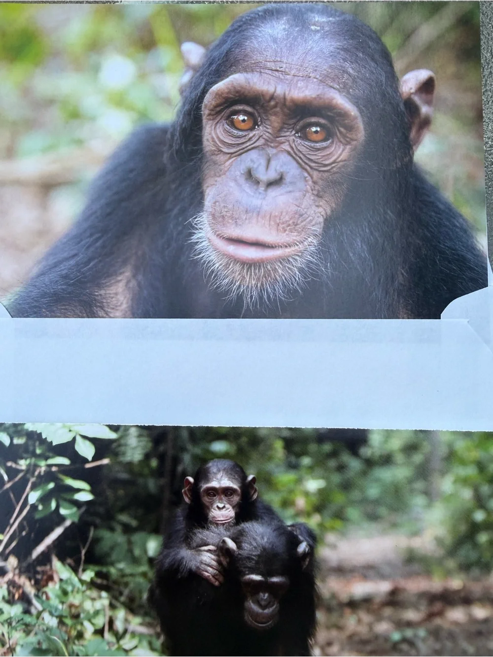 Jane Goodall Institute Greeting Cards Photo Print, Blank, Set 4